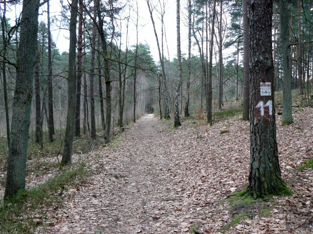 Trasy biegowe: Parszywa 12, Zielona Góra, woj. Lubuskie