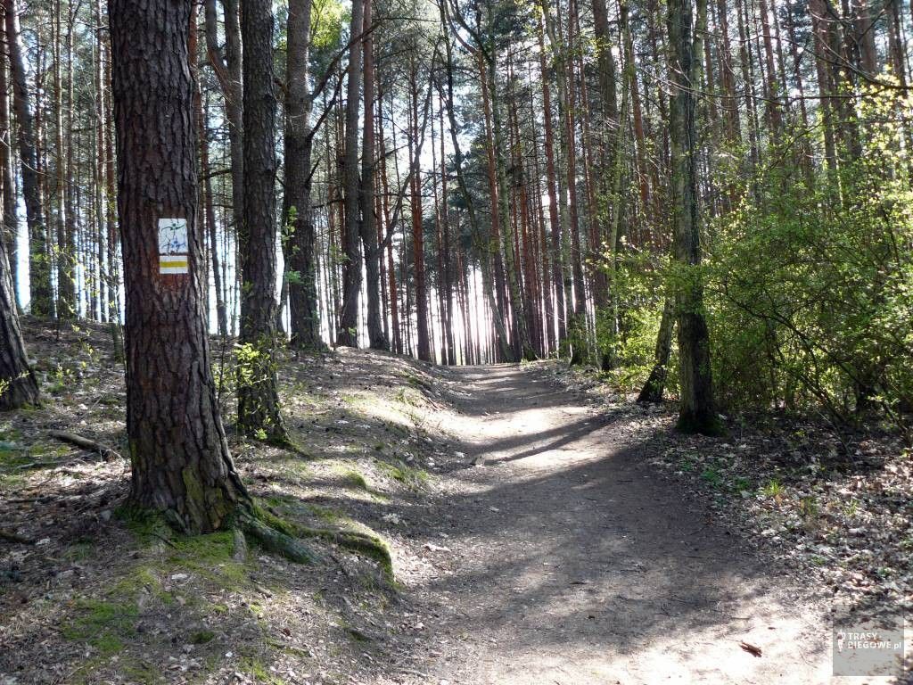 Trasy biegowe: Mała Piasta, Zielona Góra, woj. Lubuskie